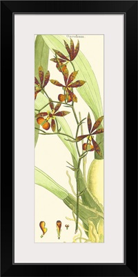 Brilliant Orchids II