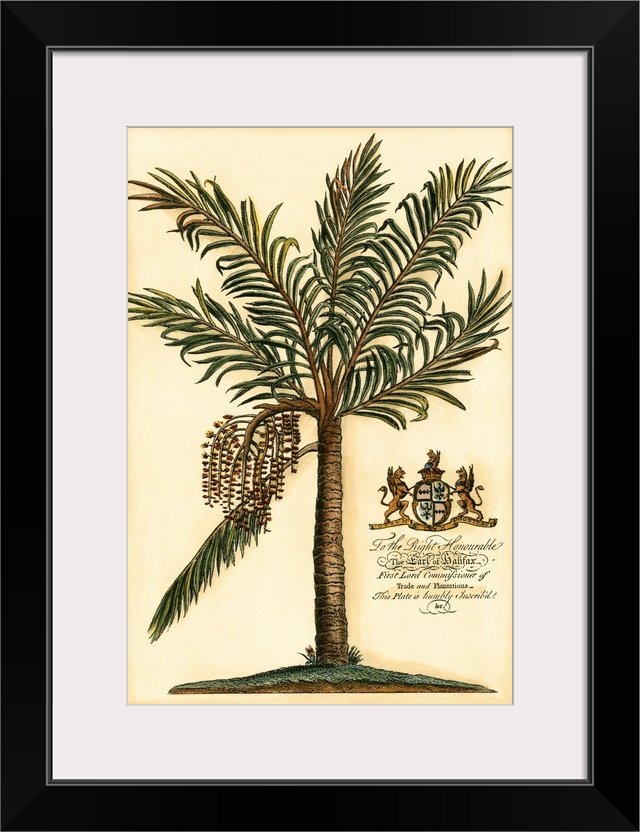 British Colonial Palm II