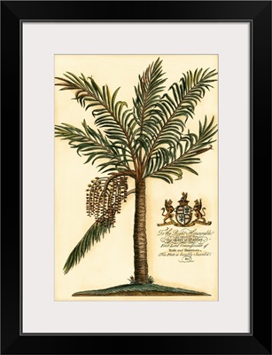 British Colonial Palm II