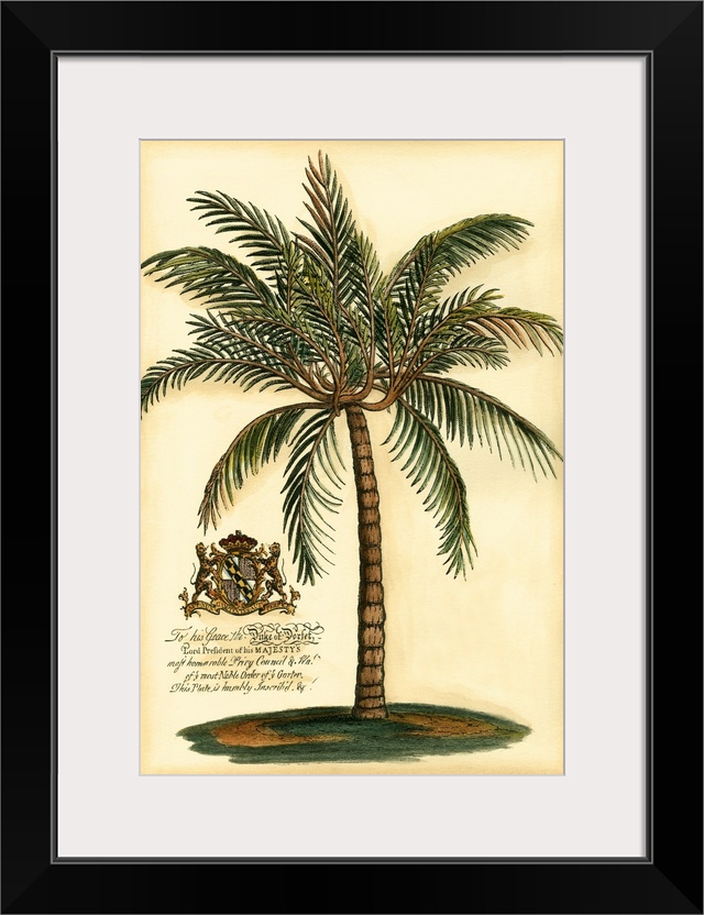 British Colonial Palm III