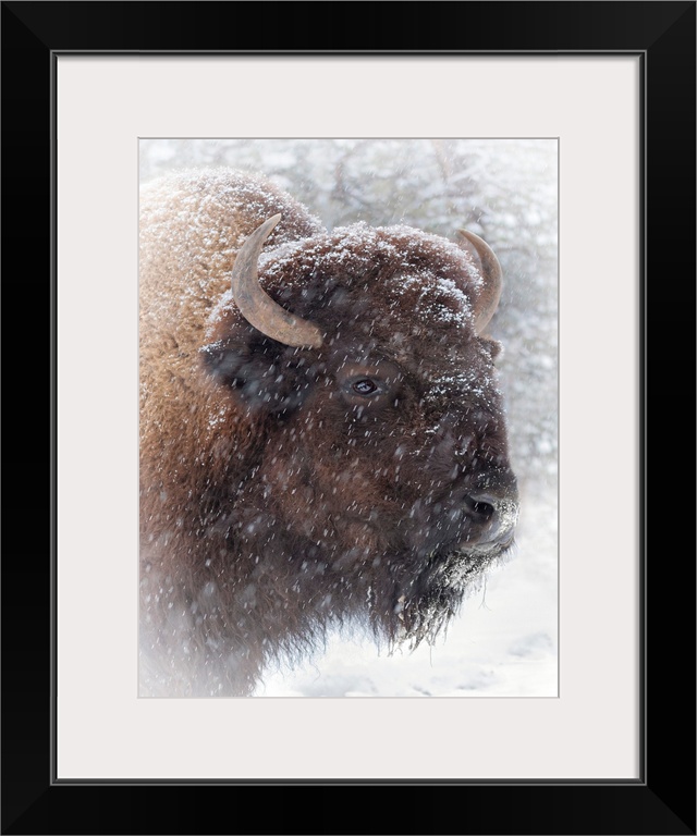 Buffalo In Snow