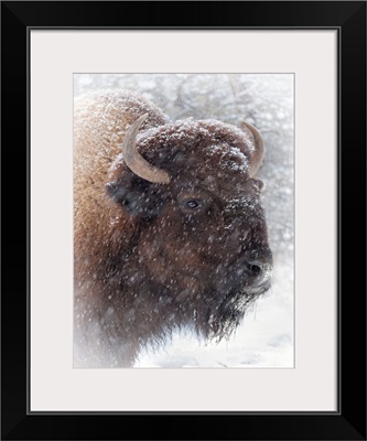 Buffalo In Snow
