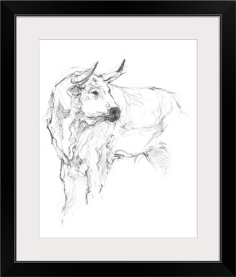 Bull Study II