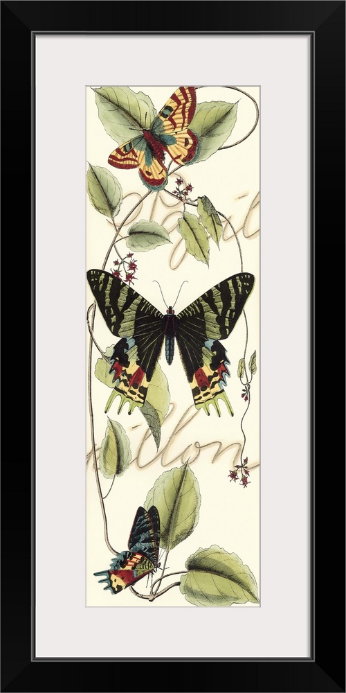 Contemporary artwork of a vintage style butterfly illustration with script in the background.