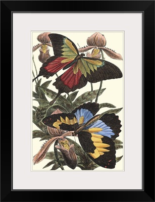 Butterfly III