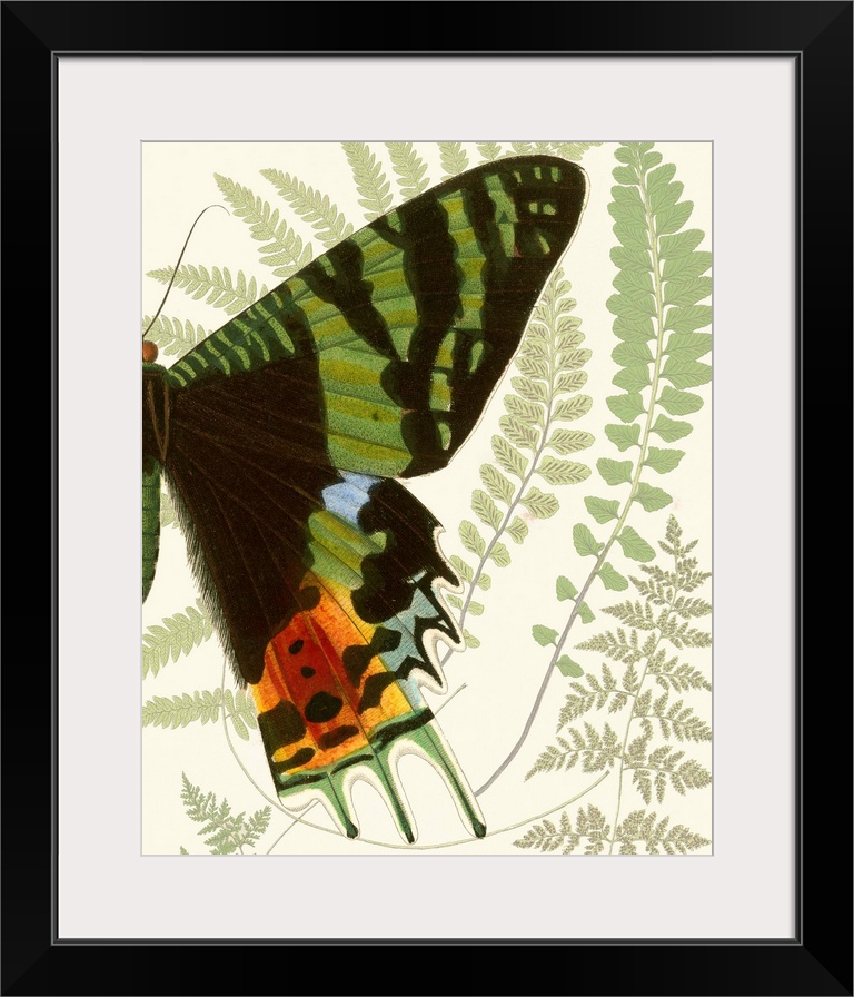 A contemporary piece of artwork of a vintage stylized butterfly displaying of half of the butterfly.