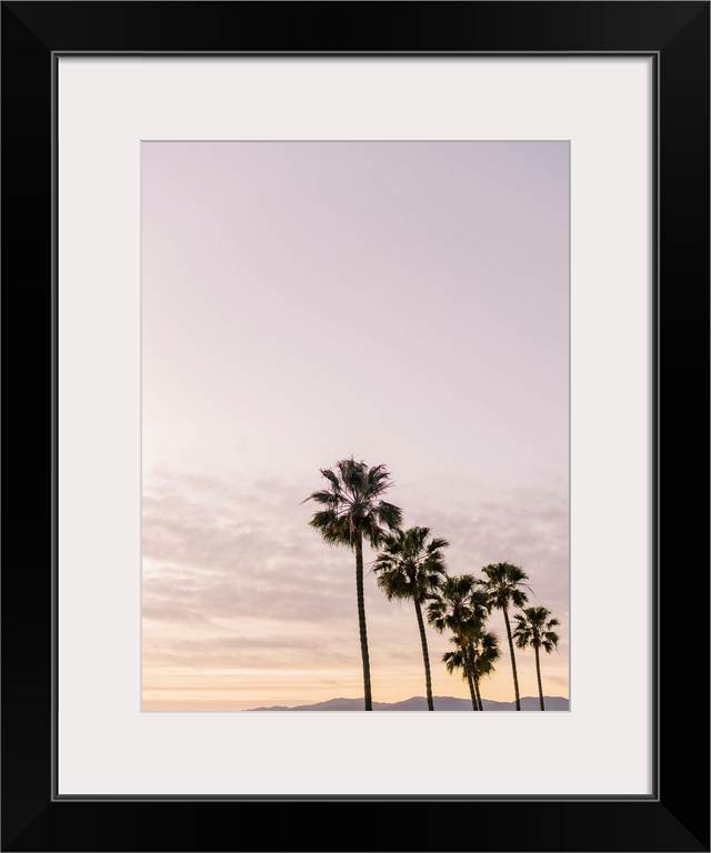 A photograph of a row of six palm trees in front of an early evening sky and mountains in the distance.