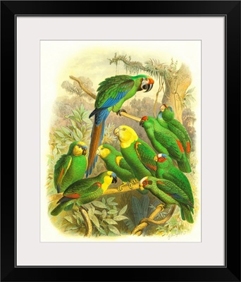 Cassel Tropical Birds I