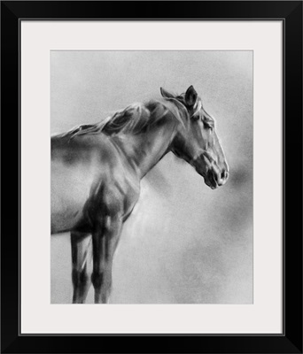 Charcoal Equine Portrait I
