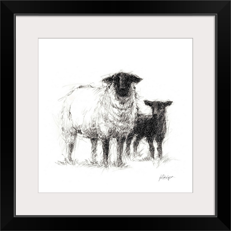 Charcoal sheep illustration in black and white.