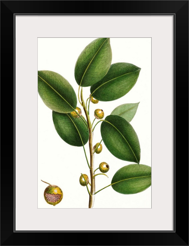 This contemporary artwork features an illustration of a close up of a botanical plant colored over a white background.