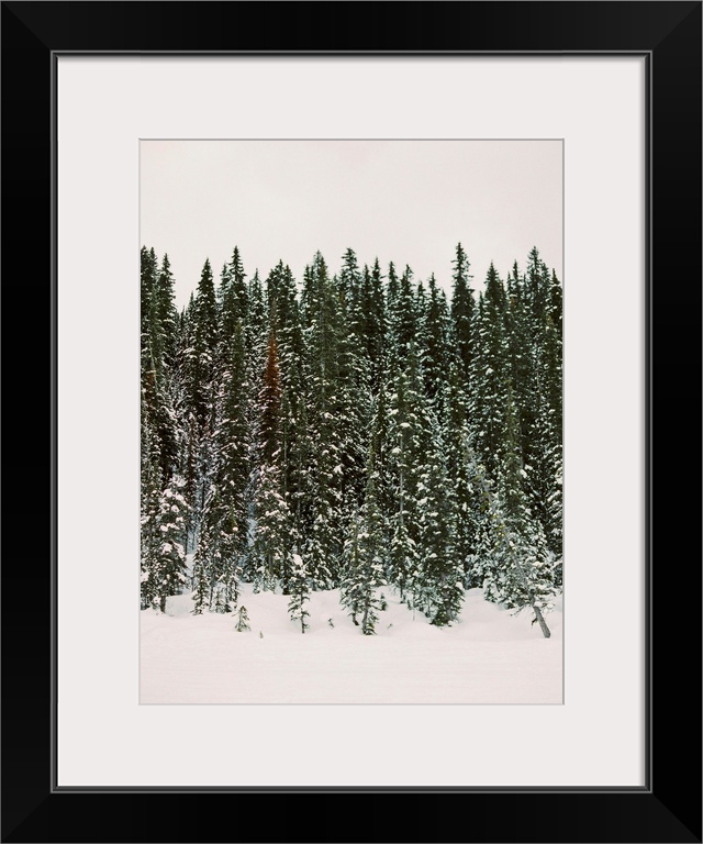 Photograph of evergreen trees dripping with snow, Banff National Park, Canada