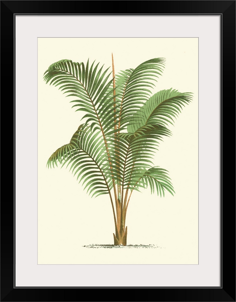 Coastal Palm II