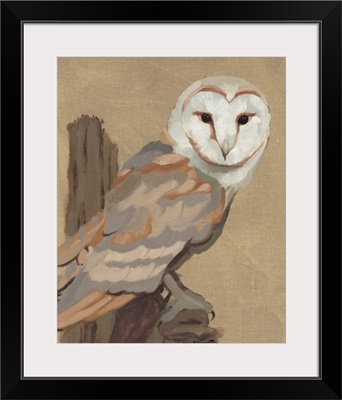 Common Barn Owl Portrait I