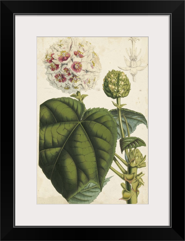 Contemporary artwork of a floral illustration in a vintage style.