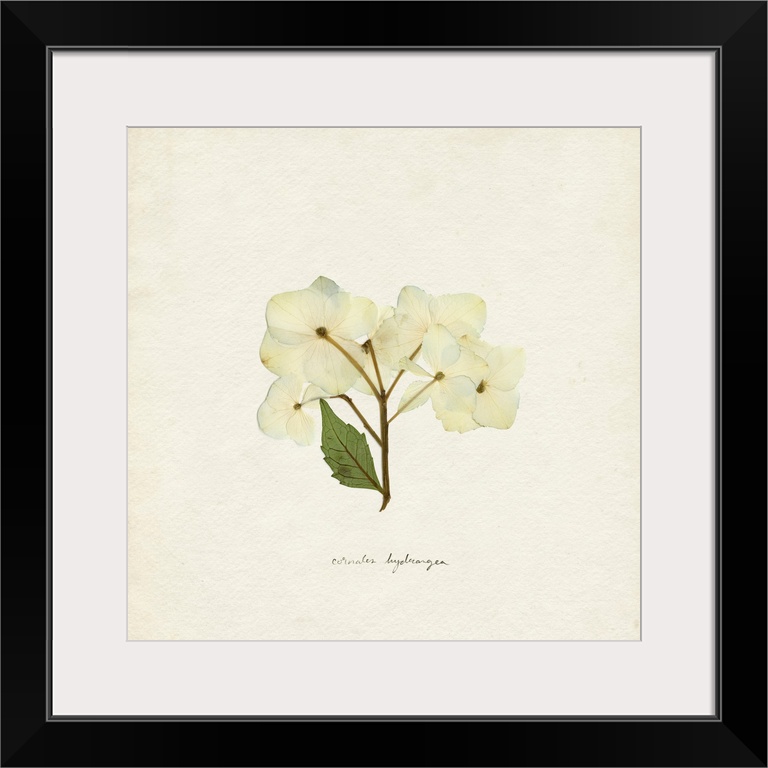 Cornales Hydrangea I