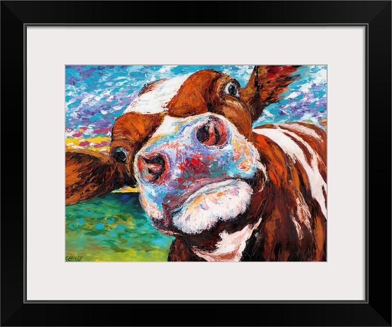 A whimsical close up portrait of a brown and white cow sticking it's nose right up against the viewer. Animal lovers and f...