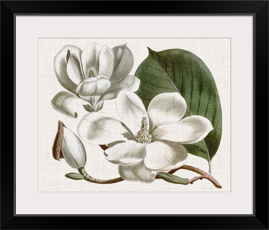 Vintage-inspired botanical illustration of a magnolia flower.