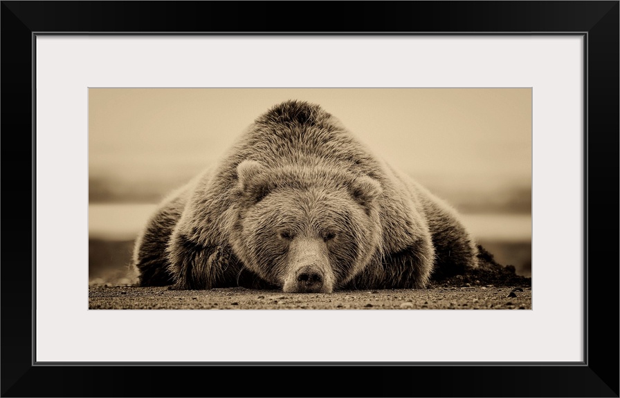 This sepia-toned photograph of a large grizzly bear lying on it's stomach looking directly towards the camera is a true st...