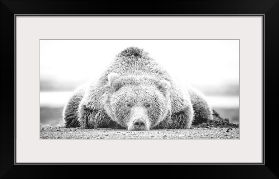 This black and white photograph of a large grizzly bear lying on it's stomach looking directly towards the camera is a tru...