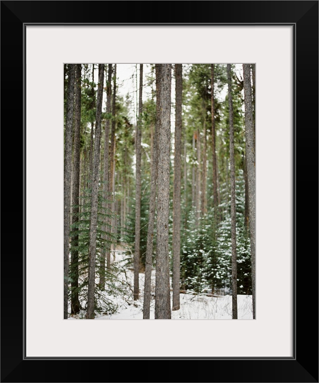 Photograph of tall bare tree trunks in a snowy forest, Banff, Canada