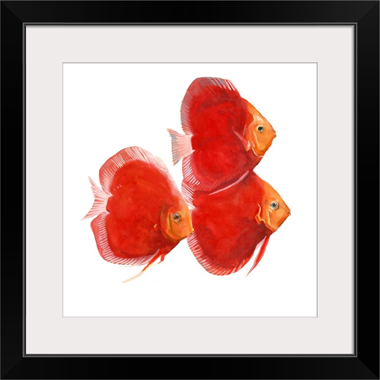 Watercolor portrait of three brightly painted red discus fish.