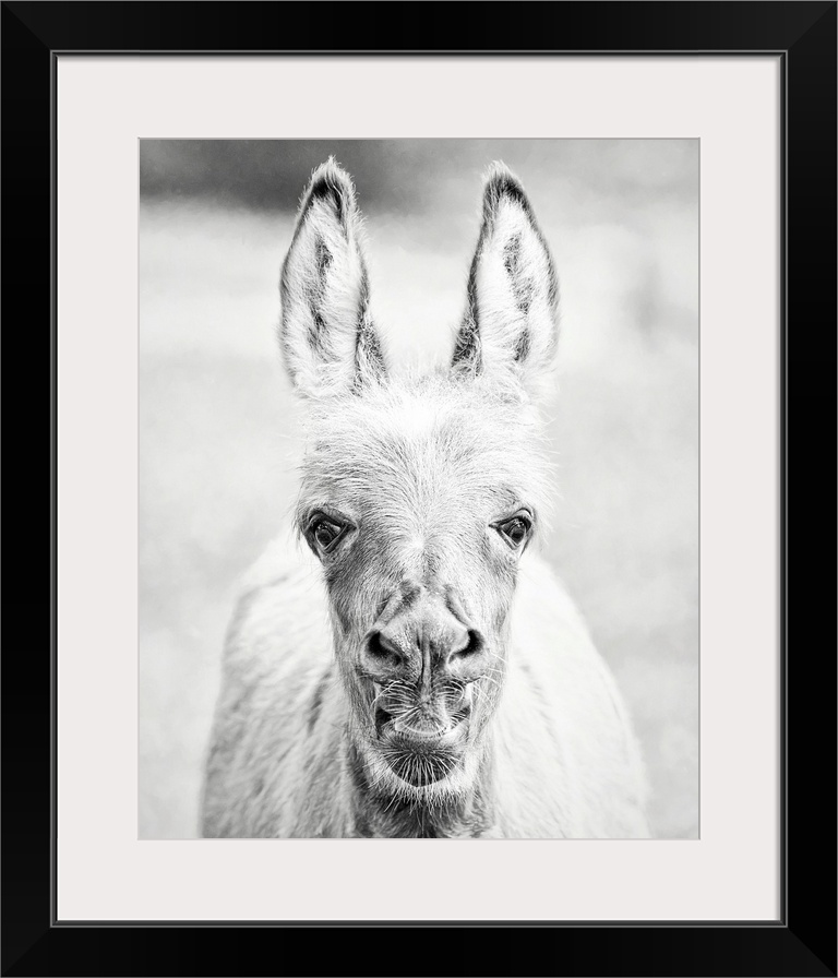 Donkey Portrait IV