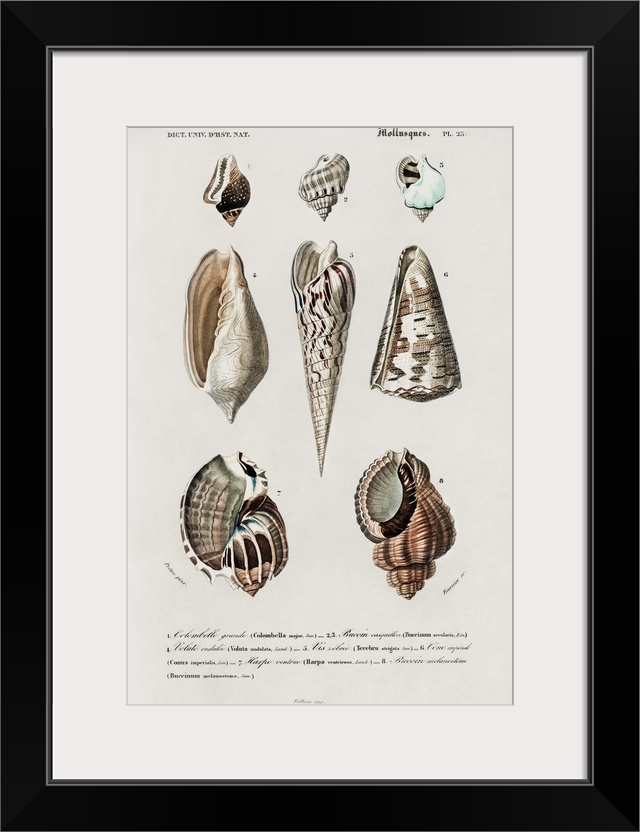 d'Orbigny Shell Array II