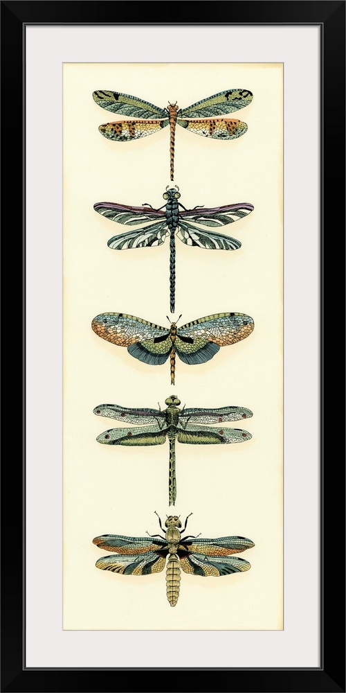 Dragonfly Collector II
