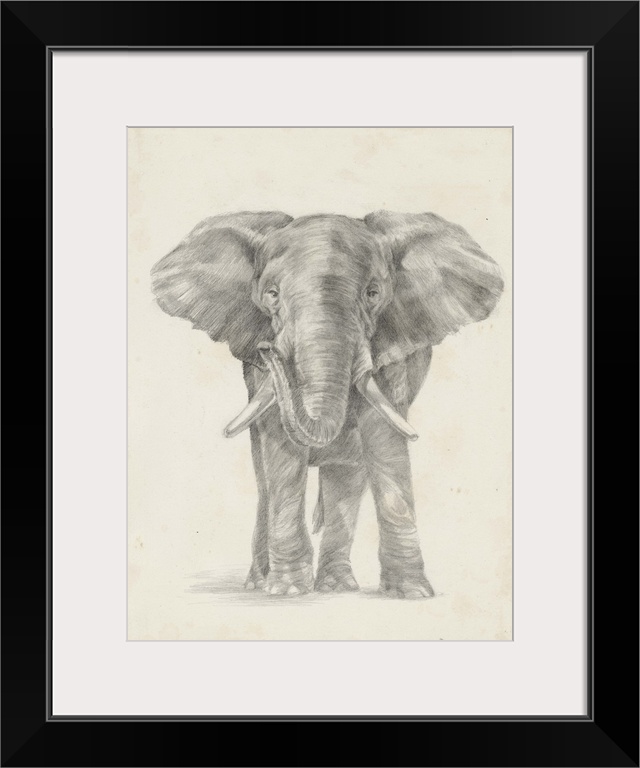 Pencil drawing of an elephant on a parchment background.