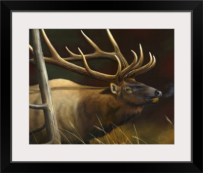 Elk Portrait II