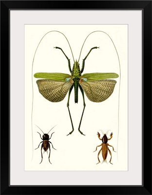 Entomology Series V