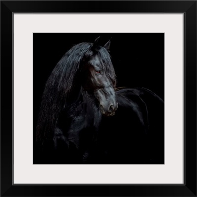 Equine Portrait XI