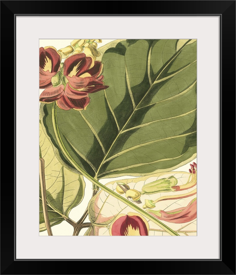Vintage stylized botanical illustration.