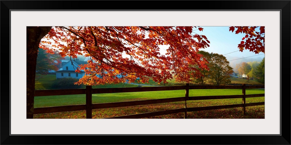 Panoramic photograph of a wooden fence running through the front of a countryside yard with an Autumn tree and branches fo...