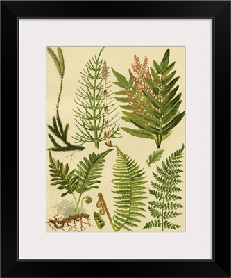 Fern Collection II