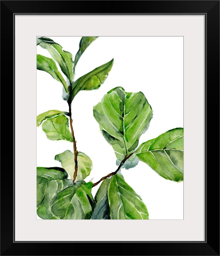 Fiddle Fig II