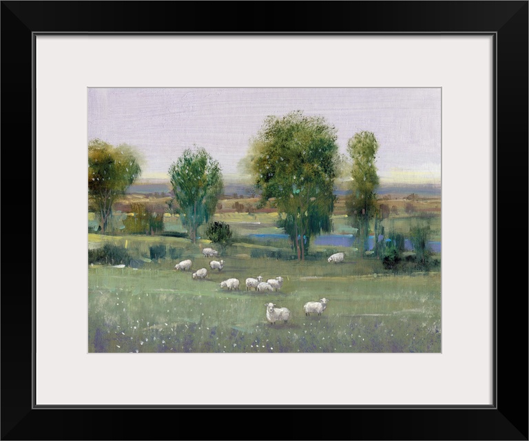 Field of Sheep I