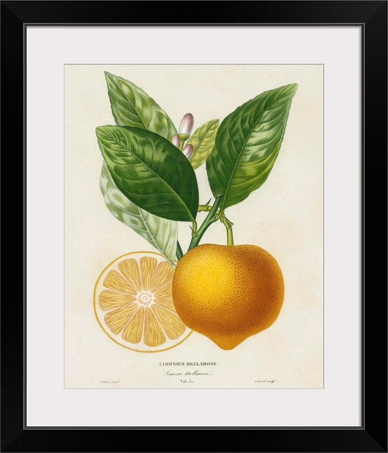 Contemporary artwork of a botanical illustration in a vintage style.