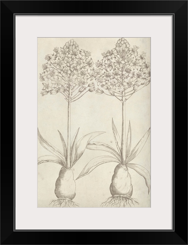 This line illustration has a vintage feeling and features two plants showing the blossoms at the top and roots at the bott...
