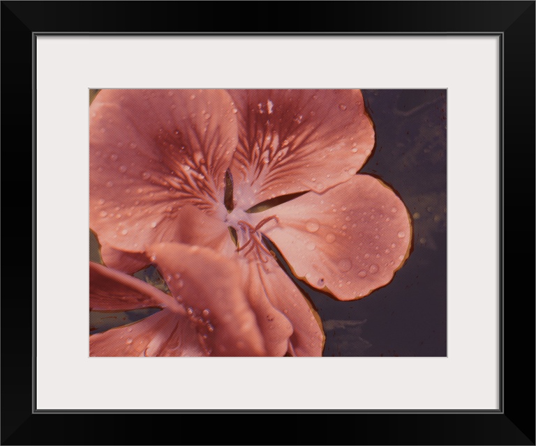 Garden Geraniums I