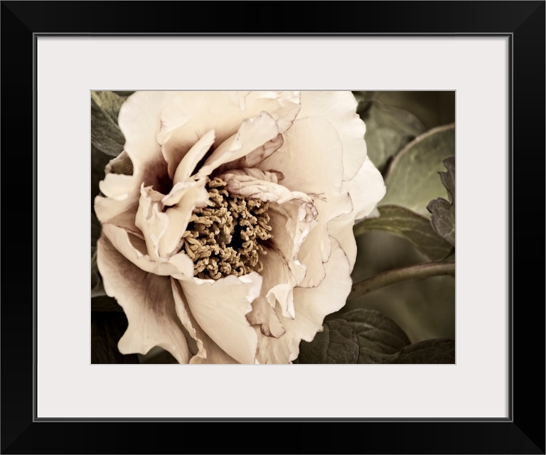 Golden Era Peony I