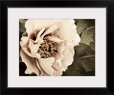 Golden Era Peony I