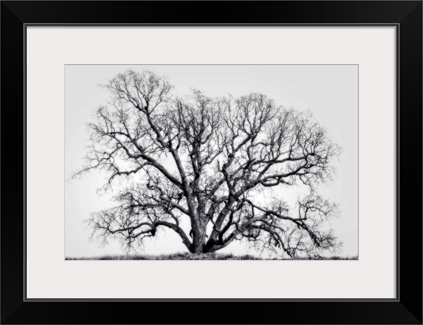 Grand Oak Tree I