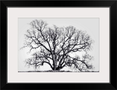 Grand Oak Tree I