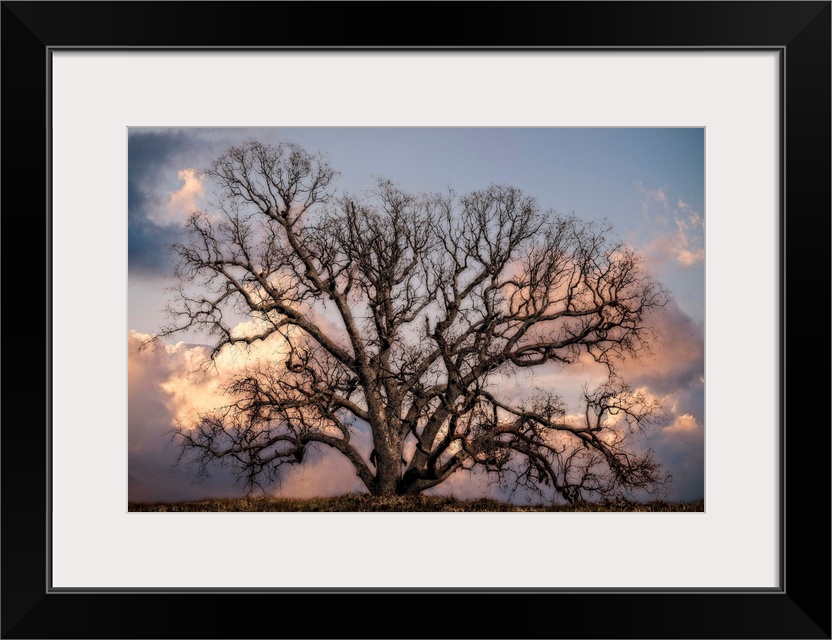 Grand Oak Tree II