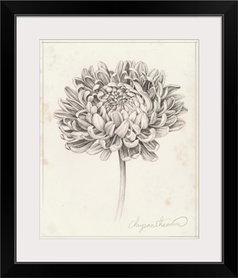 Graphite Chrysanthemum Study II