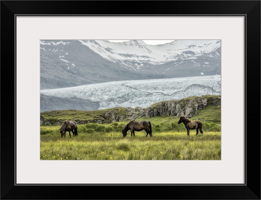 Photograph of brown horses grazing in a grassy field with snowy mountains in the background.