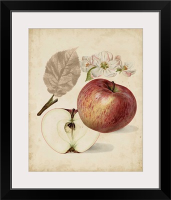 Harvest Apples II