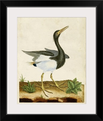 Heron Portrait V